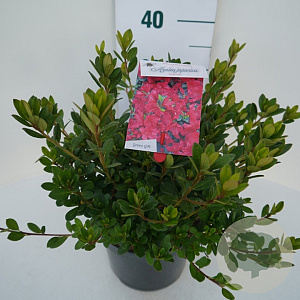 Rhododendron (AJ) 'Arabesk' 40-50 cm 10L