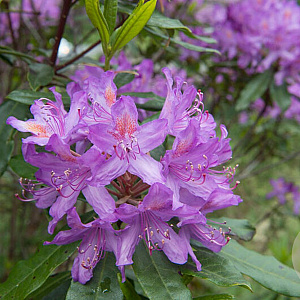 Rhododendron 'Arends Favorit' 25-30 cm 3,5L