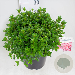 Rhododendron (AJ) 'Blaauw's Pink' 40-50 cm 10L