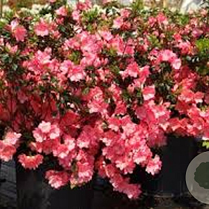 Rhododendron (AJ) 'Blaauw's Pink' 70-80 cm 40L