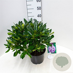 Rhododendron 'Blue Jay' 30-40 cm 5,0L struik