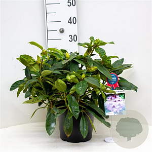 Rhododendron 'Blue Peter' 30-40 cm 5,0L struik