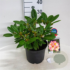 Rhododendron 'Bohlkens Kronjuwel' 30-40 cm 5,0L struik