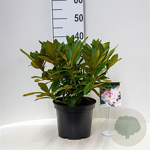 Rhododendron (C) 'Christmas Cheer' 30-40 cm 5,0L struik