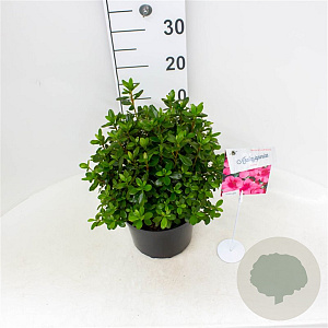 Rhododendron (AJ) 'Conny' 25-30 cm 4,0L