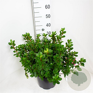 Rhododendron (AJ) 'Conny' 40-50 cm 10L