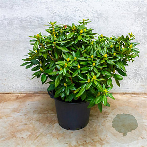 Rhododendron 'Cosmopolitan' 70-80 cm 40L