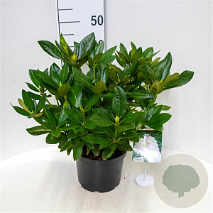 Rhododendron 'Cunningham's White' 30-40 cm 5,0L struik
