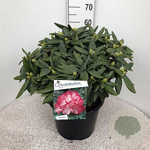 Rhododendron (Y) 'Fantastica' 40-50 cm 20L