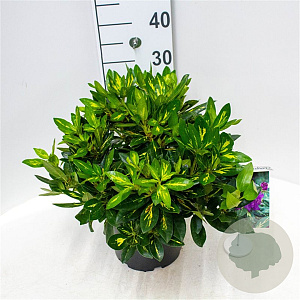 Rhododendron 'Goldflimmer' 30-40 cm 5,0L struik