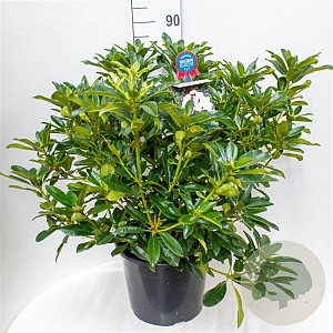 Rhododendron Graffito 60-70 cm 20L