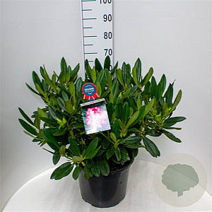 Rhododendron 'Hachmann's Charmant' 60-70 cm 20L