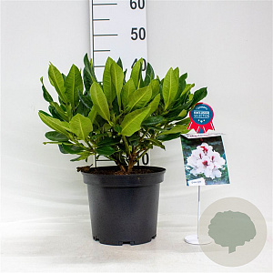 Rhododendron Hachmann's Picobello 30-40 cm 5,0L struik