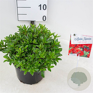 Rhododendron (AI) 'Hellmut Vogel' 25-30 cm 4,0L