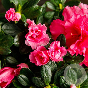 Rhododendron (AI) 'Hellmut Vogel' 40-50 cm 10L