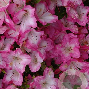 Rhododendron (AJ) 'Izumi-no-mai' 50-60 cm 20L