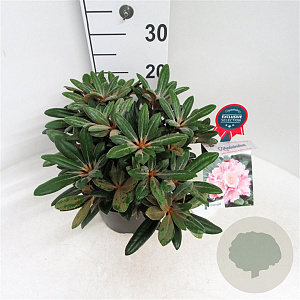 Rhododendron (Y) 'Koichiro Wada' 25-30 cm 5,0L
