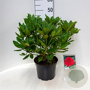 Rhododendron 'Lord Roberts' 30-40 cm 5,0L struik