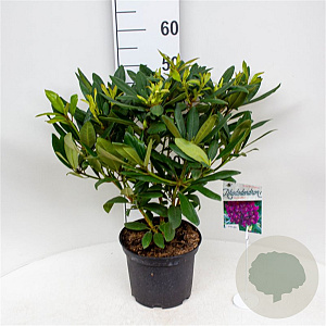 Rhododendron 'Marcel Menard' 30-40 cm 5,0L struik