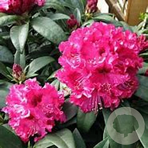 Rhododendron 'Marie Forte' 30-40 cm 5,0L struik