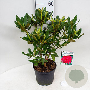 Rhododendron 'Nova Zembla' 30-40 cm 5,0L struik