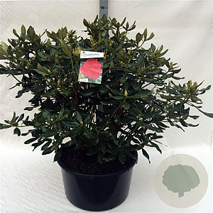 Rhododendron 'Nova Zembla' 80-100 cm cont. 80L