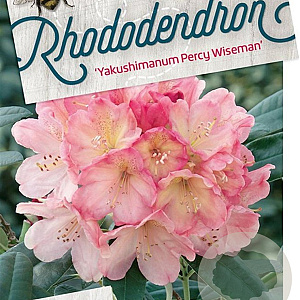 Rhododendron (Y) 'Percy Wiseman' 70-80 cm 40L
