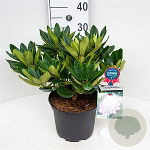 Rhododendron 'Picotee' 30-40 cm 5,0L struik
