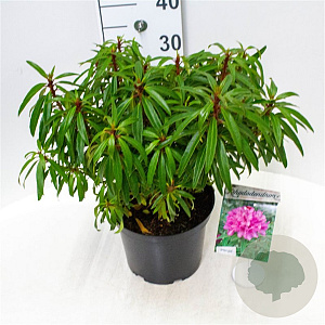 Rhododendron ponticum 30-40 cm 5,0L struik