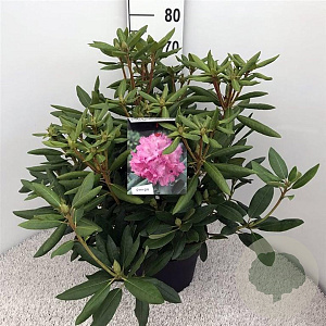 Rhododendron 'Roseum Elegans' 50-60 cm 10L