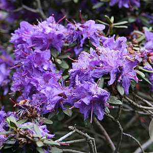 Rhododendron russatum 25-30 cm 3,5L