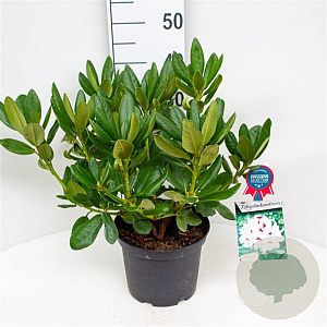 Rhododendron (AC) 'Schneeauge' 30-40 cm 5,0L struik