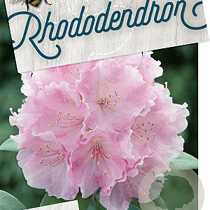Rhododendron (Y) 'Silberwolke' 40-50 cm 20L