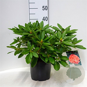 Rhododendron 'Virginia Richards' 30-40 cm 5,0L struik