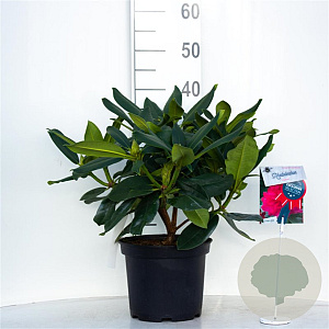 Rhododendron Walküre 30-40 cm 5,0L struik