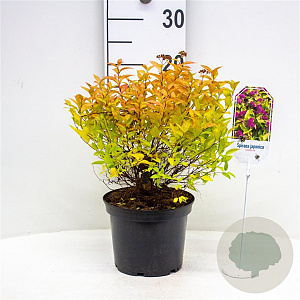 Spiraea bumalda 'Goldflame' 30-40 cm 3,0L