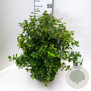 Symphoricarpos doorenbosii 'Magical Galaxy' 50-60 cm 10L