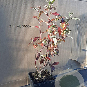 Vaccinium c. 'Patriot' 30-40 cm 3,0L