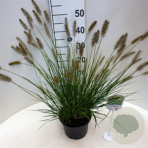 Pennisetum al. 'Hameln' 25-30 cm 3,5L