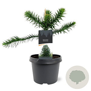 Araucaria araucana 25-30 cm 3,5L