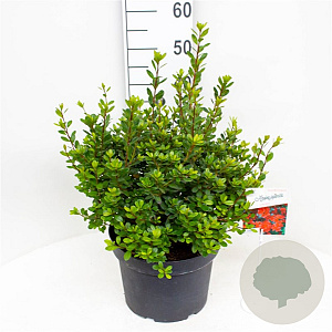 Azalea (J) 'Addy Wery' 40-50 cm 10L