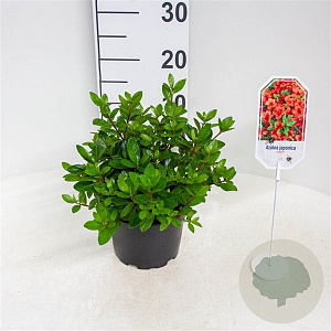 Azalea (J) 'Ageeth' 20-25 cm 2,0L
