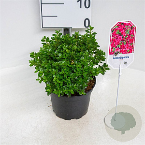 Azalea (J) 'Anouk' 20-25 cm 2,0L