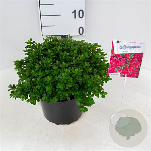 Azalea (J) 'Anouk' 25-30 cm 4,0L