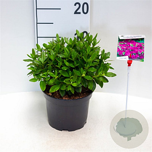 Azalea (J) 'Konigstein' 20-25 cm 2,0L