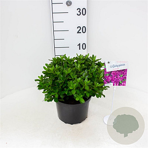 Azalea (J) 'Konigstein' 25-30 cm 4,0L