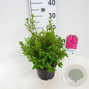 Azalea (J) 'Momoko' 20-25 cm 2,0L