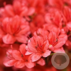 Azalea (J) 'Rex' 40-50 cm 10L