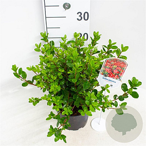 Azalea (J) 'Stewartstown' 20-25 cm 2,0L