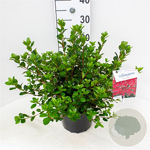 Azalea (J) 'Stewartstown' 25-30 cm 4,0L